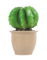 Lampka kaktus Egmont